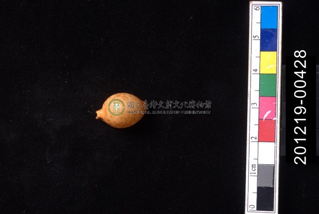金珠寶螺
