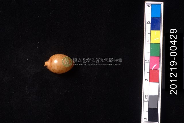 金珠寶螺