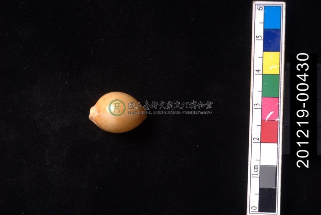 花珠寶螺