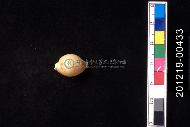 花珠寶螺