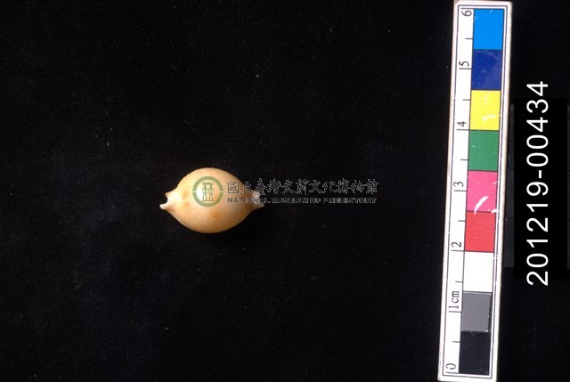 花珠寶螺