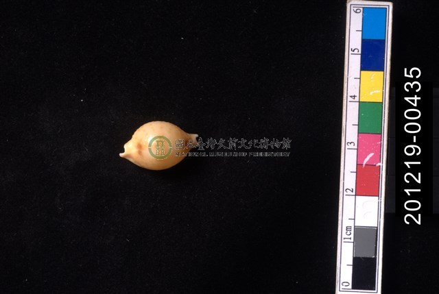 花珠寶螺