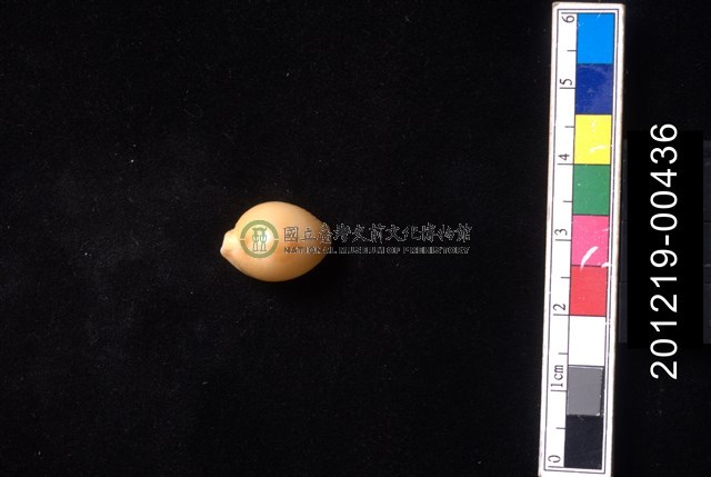 花珠寶螺