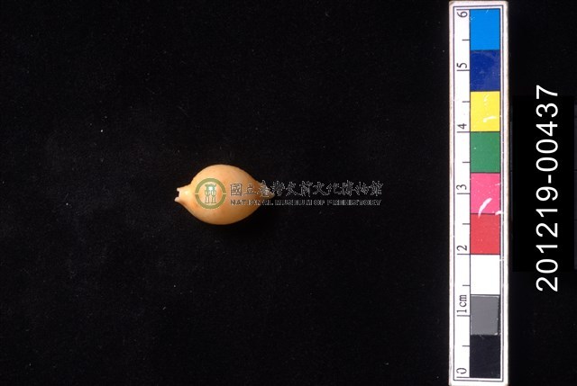 花珠寶螺