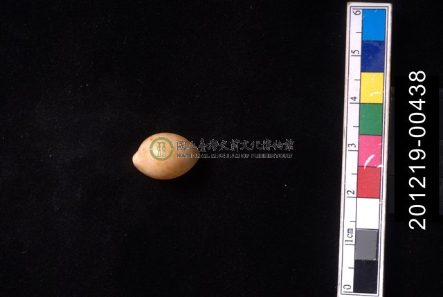 花珠寶螺