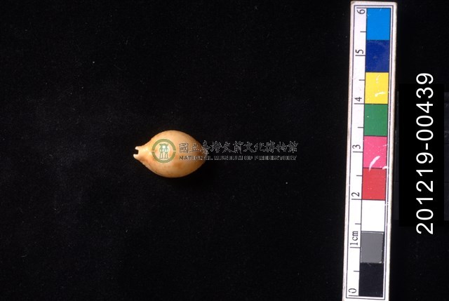 花珠寶螺