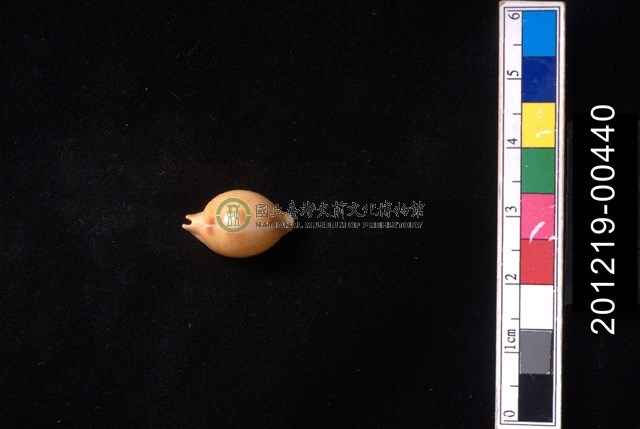花珠寶螺