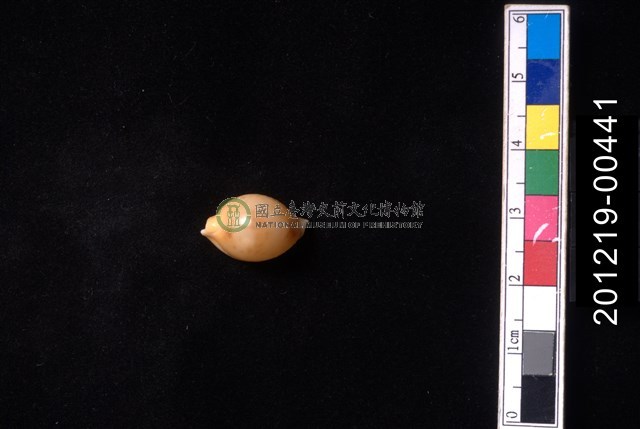 花珠寶螺
