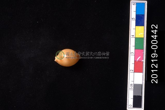 花珠寶螺