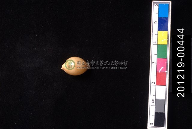 花珠寶螺