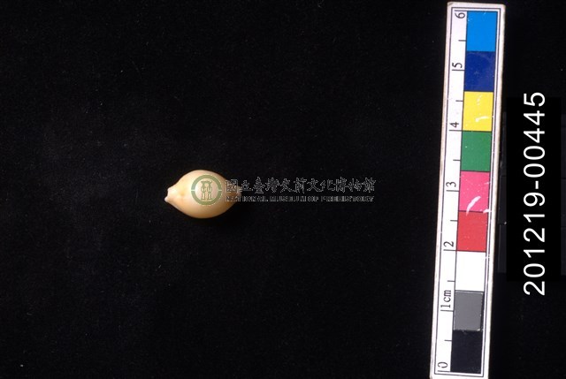 花珠寶螺
