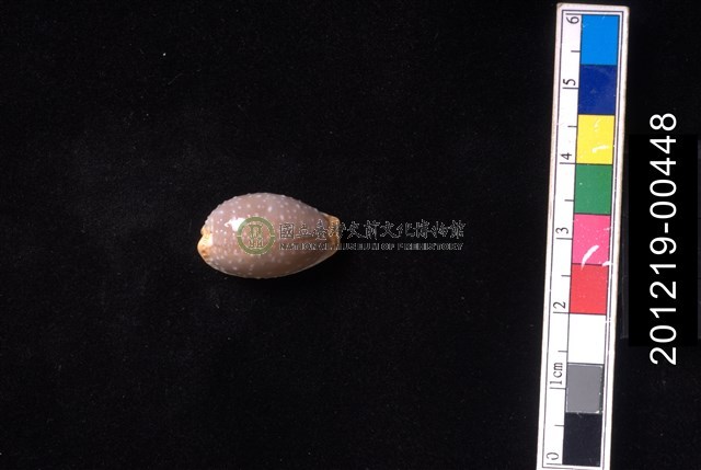 雞皮寶螺