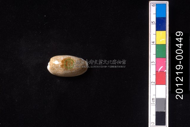 清齒寶螺