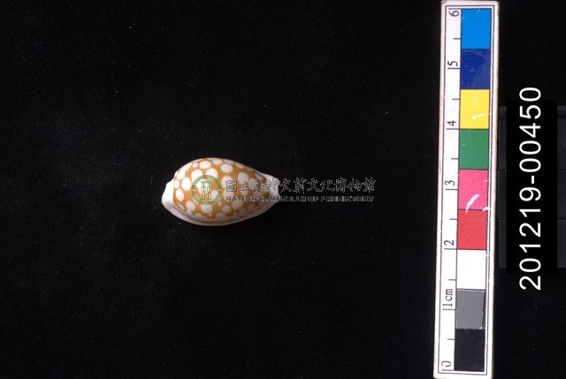 花鹿寶螺