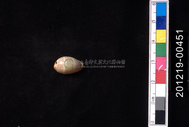 雙線寶螺