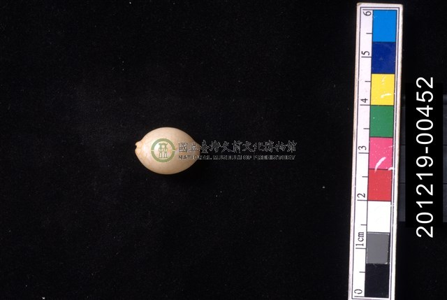 瑪麗亞寶螺