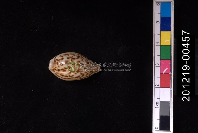 所羅門寶螺