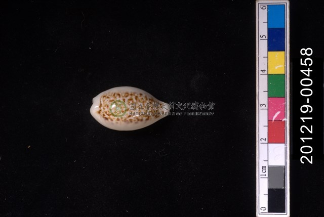 所羅門寶螺
