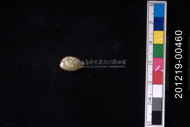 芝麻寶螺