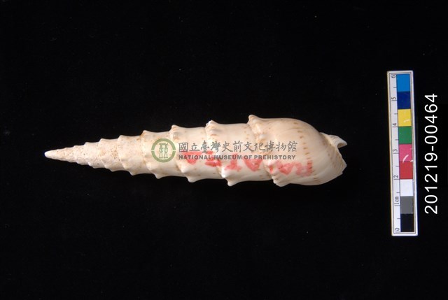 花牙筍螺