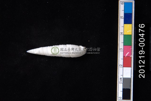 鍾氏筍螺