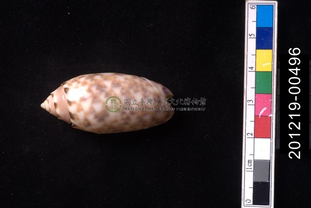 寶島榧螺