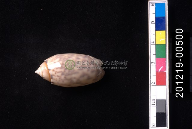 寶島榧螺
