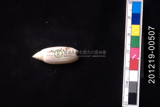 多彩榧螺