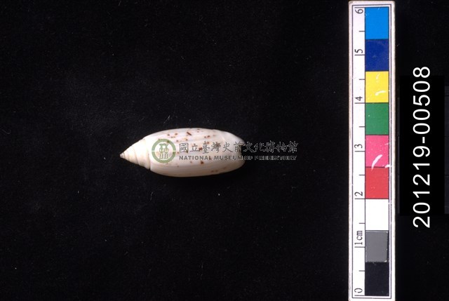 多彩榧螺