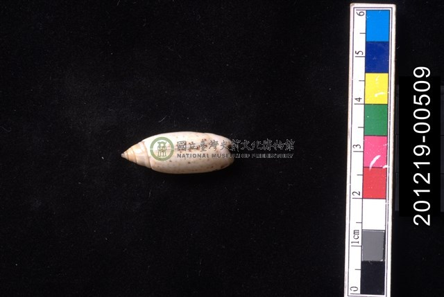 多彩榧螺