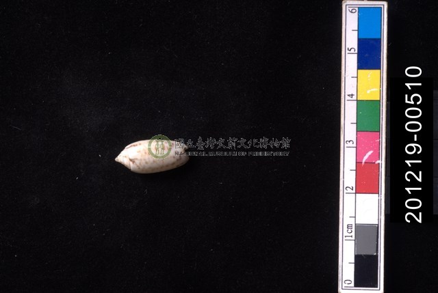 多彩榧螺