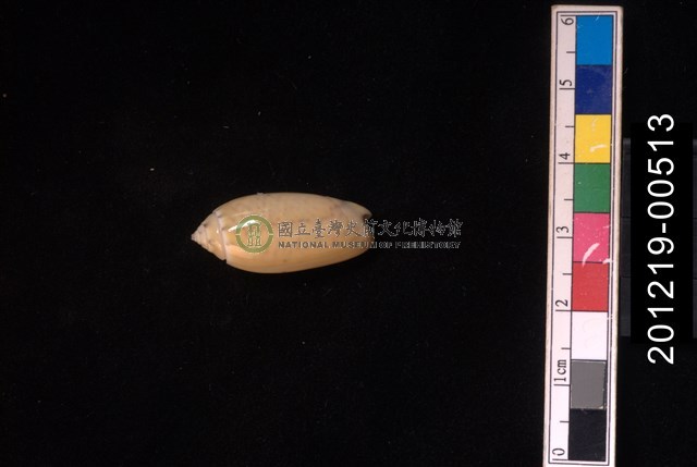 正榧螺