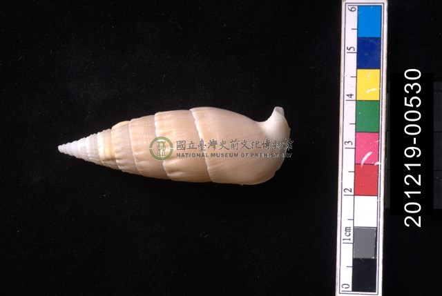 竹筍蟹守螺