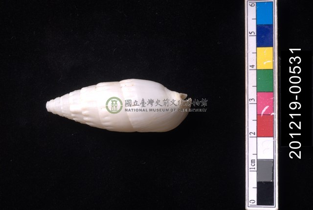 竹筍蟹守螺