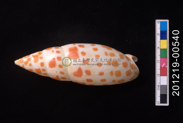 錦鯉筆螺