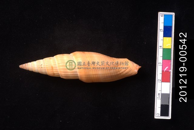 紅狐筆螺
