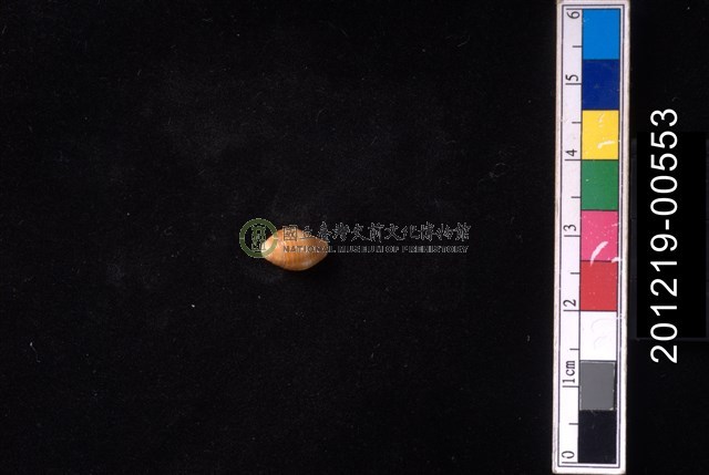 蛹形筆螺
