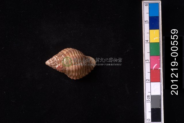 粗紋峨螺