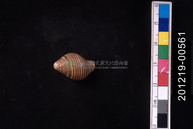 粗紋峨螺