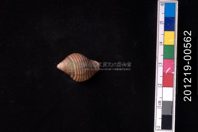 粗紋峨螺