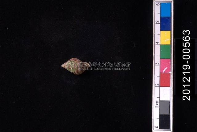 粗紋峨螺