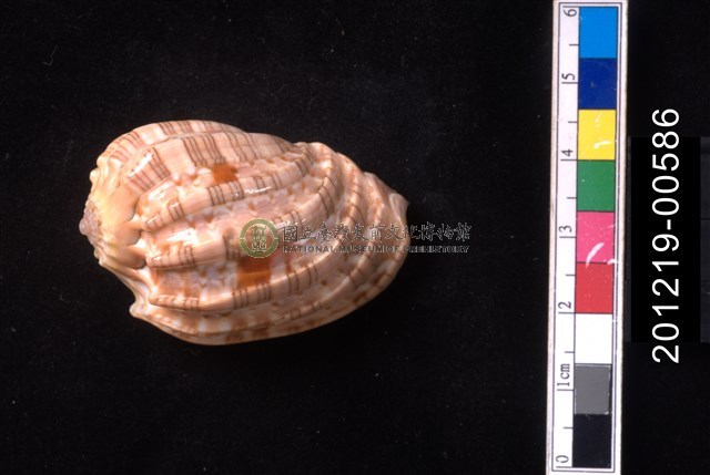 豔美楊桃螺