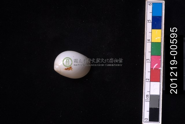 白玉螺