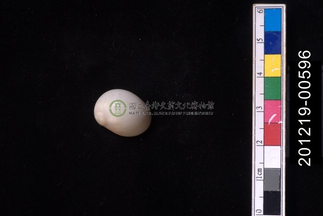 白玉螺