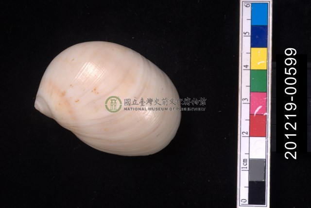 黑唇玉螺