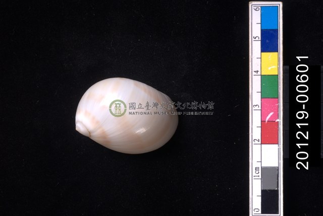 黑唇玉螺