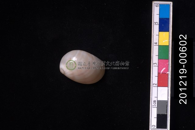 黑唇玉螺