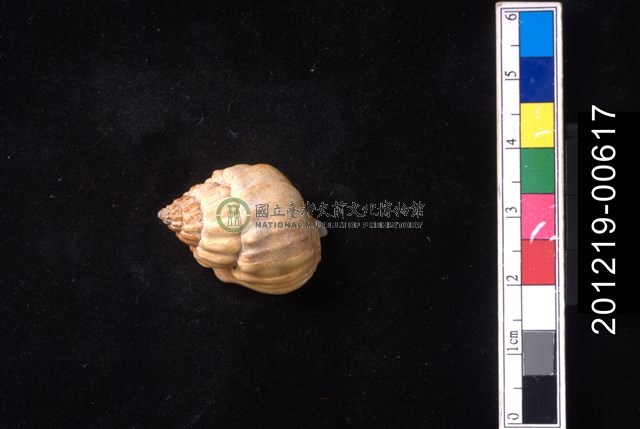 蛋糕織紋螺