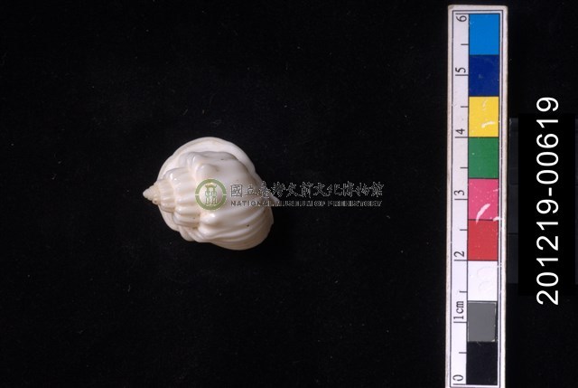 蛋糕織紋螺