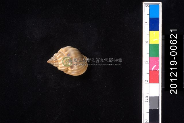 蛋糕織紋螺